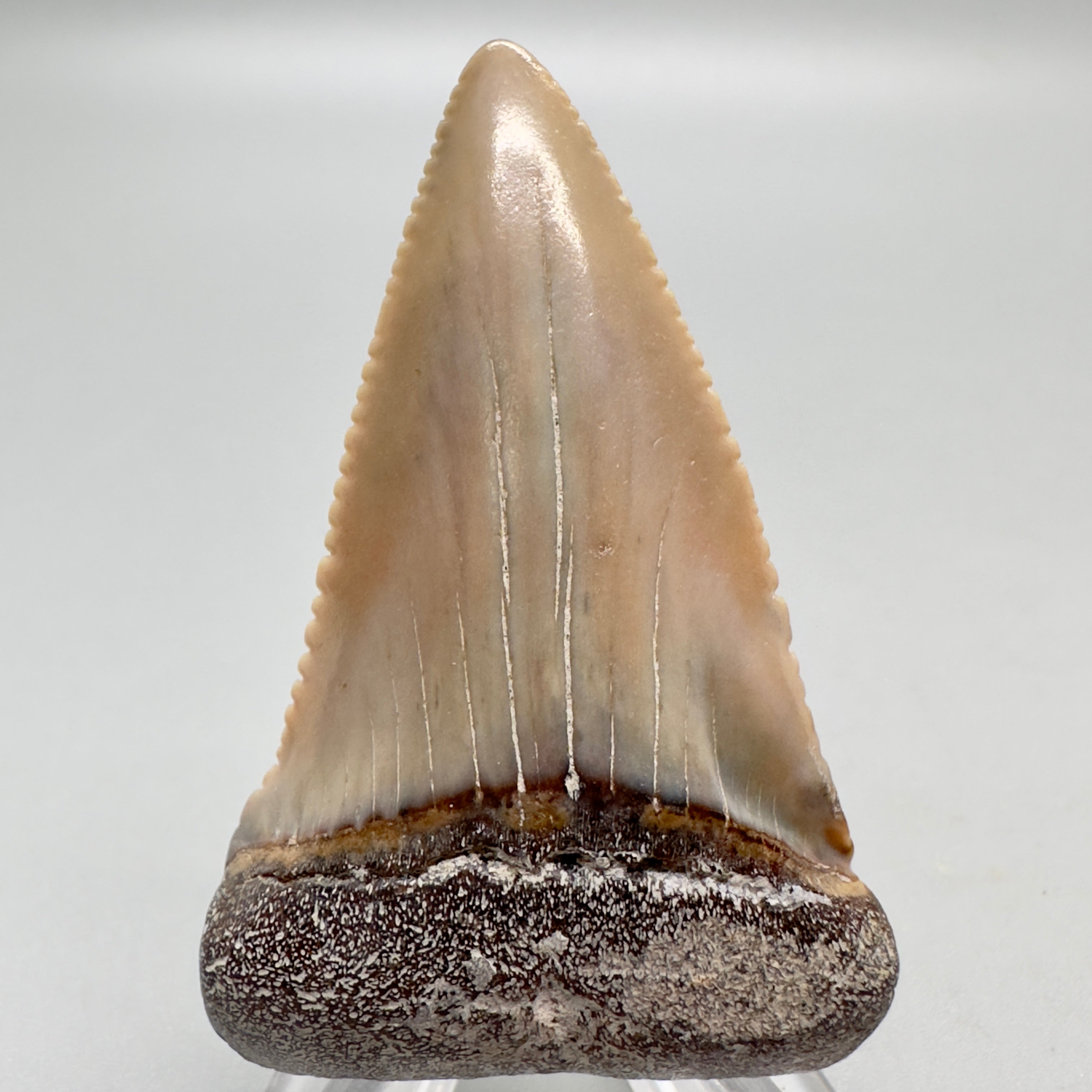 Rare 2.16 Colorful Fossil Great White Shark Tooth from Sacaco, Peru - –  Megalodon Teeth