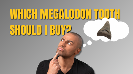 Which Megalodon Tooth should I buy??