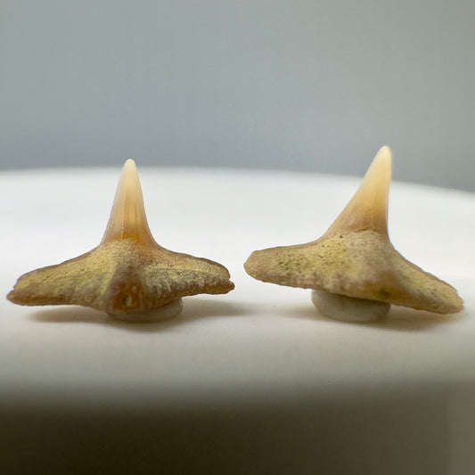 Squatina lericheii - Angel Shark Teeth - Kern Co. - Bakersfield, CA - Front