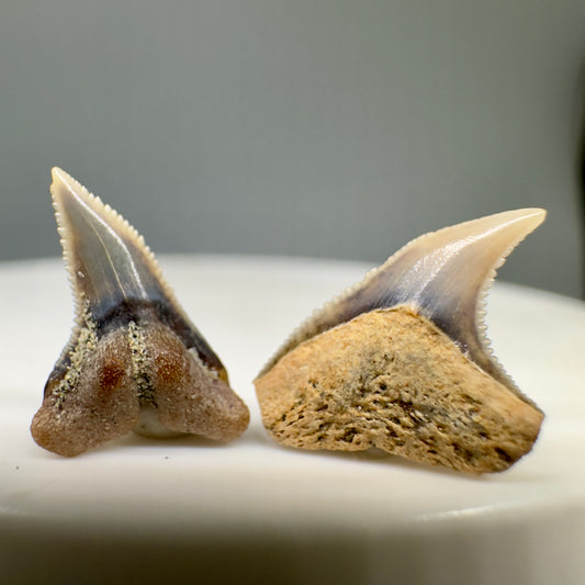 Prionace glauca - Blue Shark Teeth - Peru