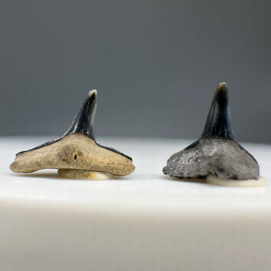 Squatina prima - Extinct Angel Shark Teeth - New Bern, NC - Front