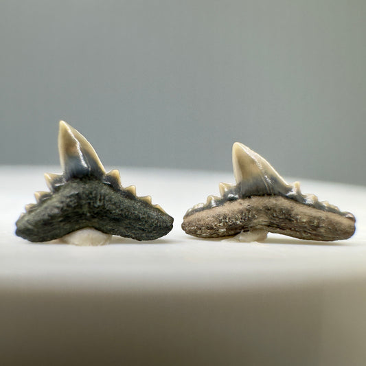 Abdounia recticona Shark Teeth - Andalusia, Alabama - Front