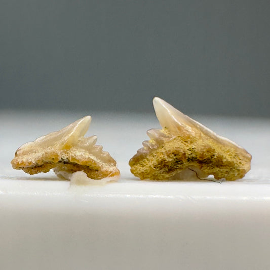 Galeorhinus sp. - Tope Shark Teeth - Kern Co. - Bakersfield, CA - Front