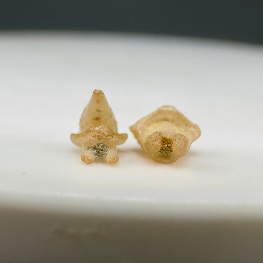 Dasyatis sp. - Sting Ray Teeth - Kern Co. - Bakersfield, CA