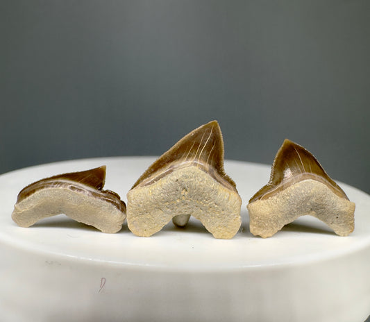 Squalicorax falcatus - Extinct Crow Shark Teeth - Front