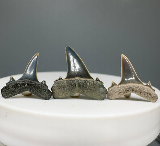 Brachycarcharias lerichei - Extinct Sand Tiger Shark Teeth - Front