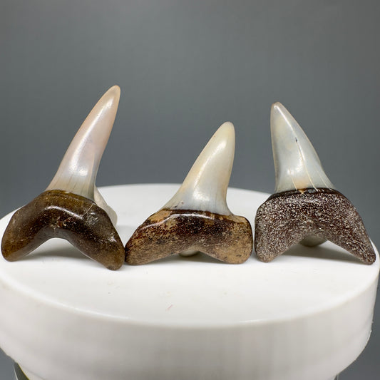 Isurus oxyrinchus - Shortfin Mako Shark teeth - Front