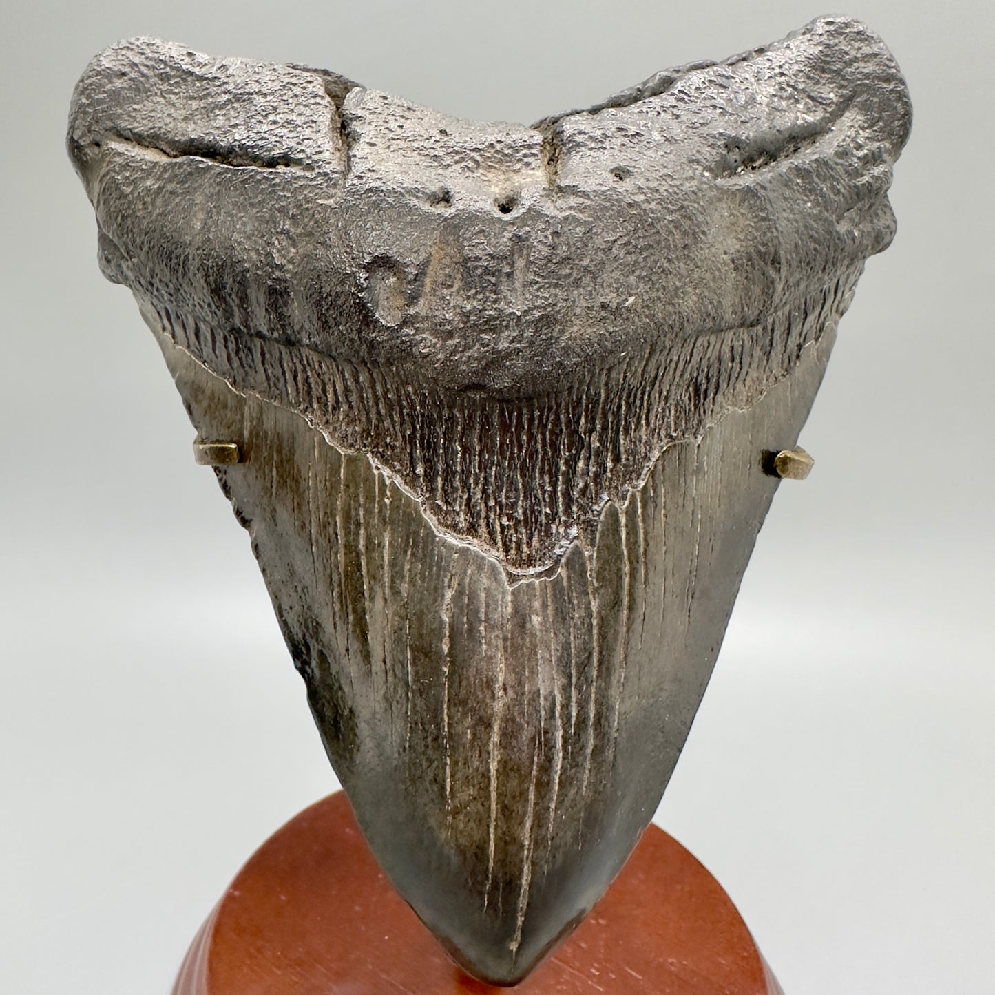 EXTRA LARGE 6.01" Fossil Megalodon Tooth: Scuba Diving, USA CM4698 - Front in stand