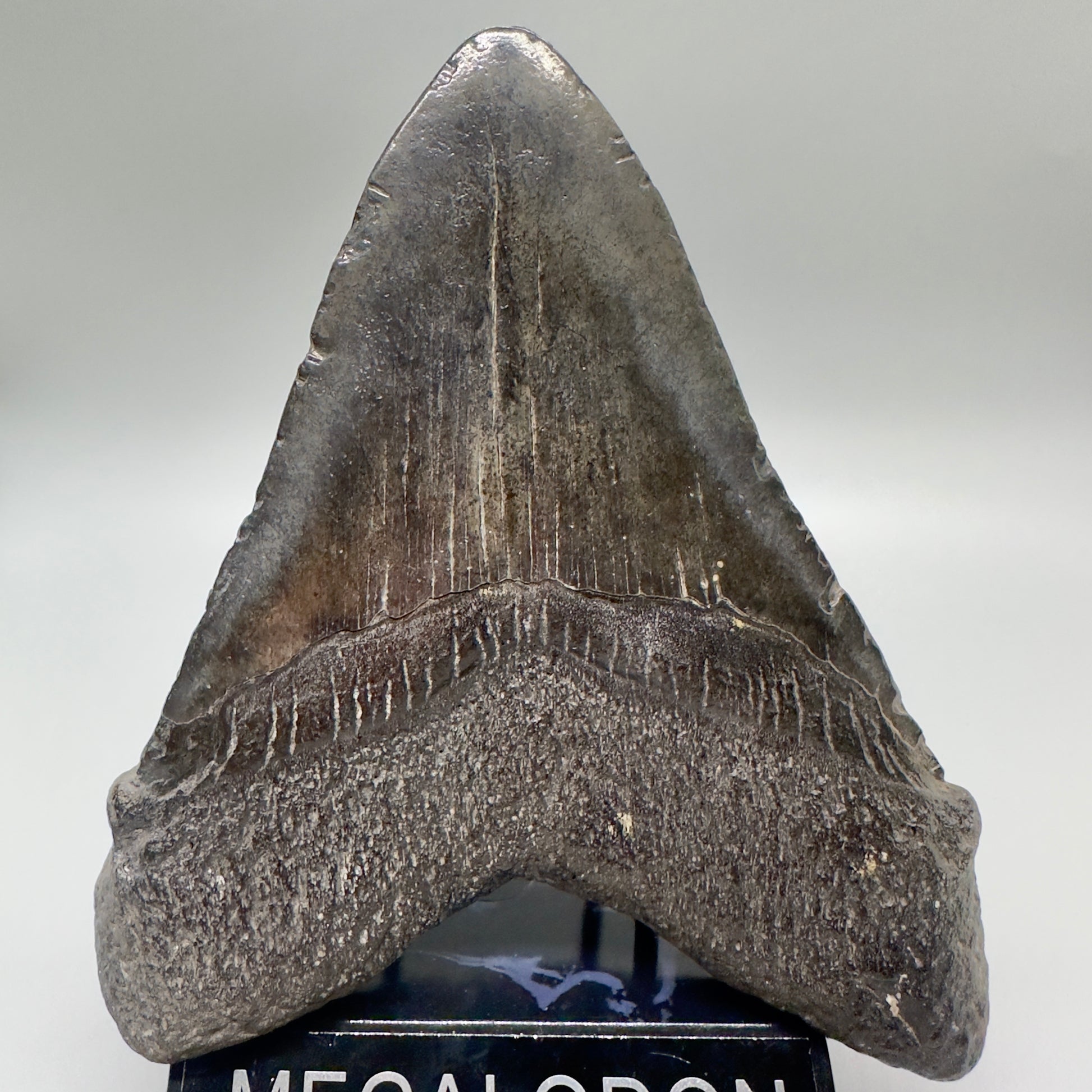 EXTRA LARGE 6.01" Fossil Megalodon Tooth: Scuba Diving, USA CM4698 - Back
