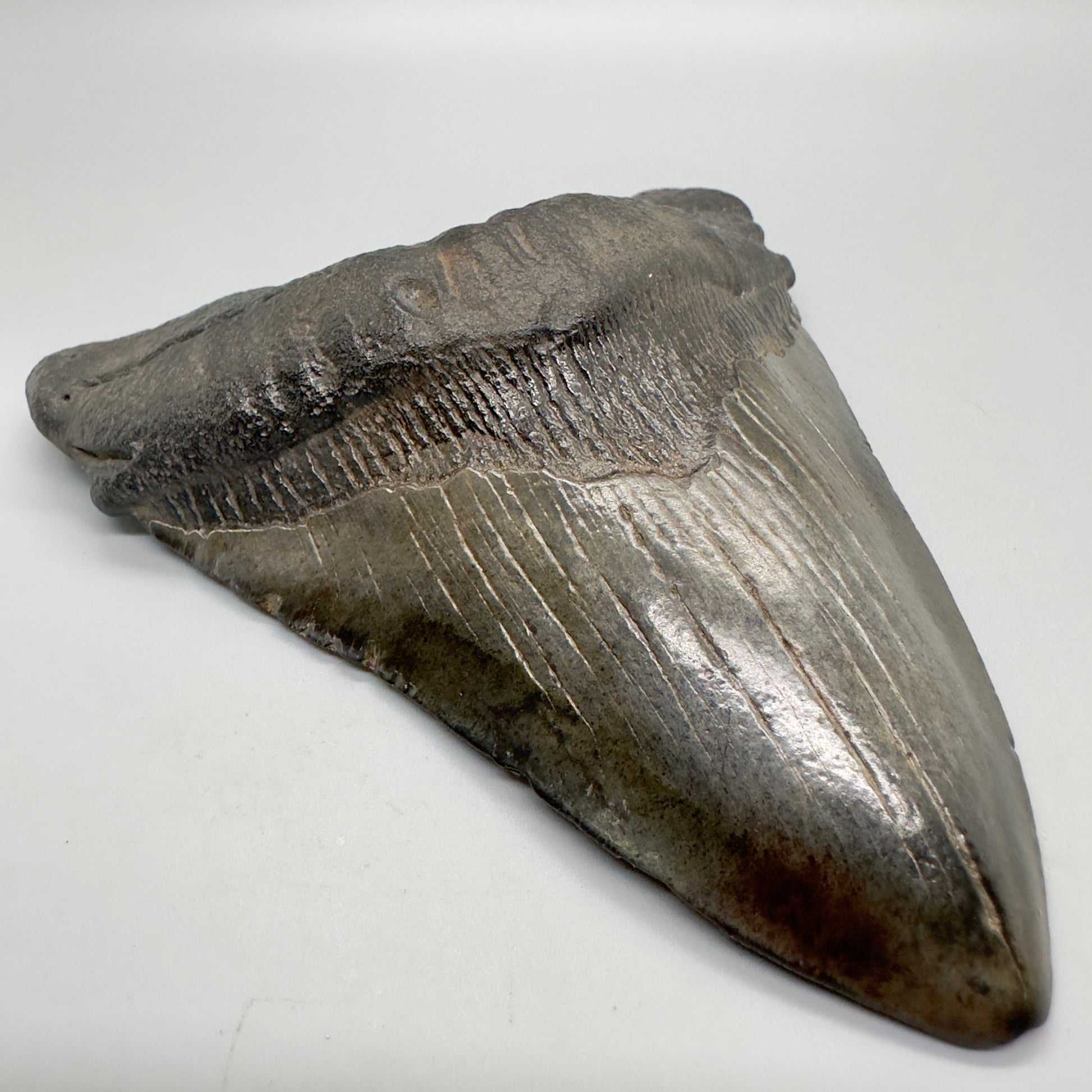 EXTRA LARGE 6.01" Fossil Megalodon Tooth: Scuba Diving, USA CM4698 - Front left