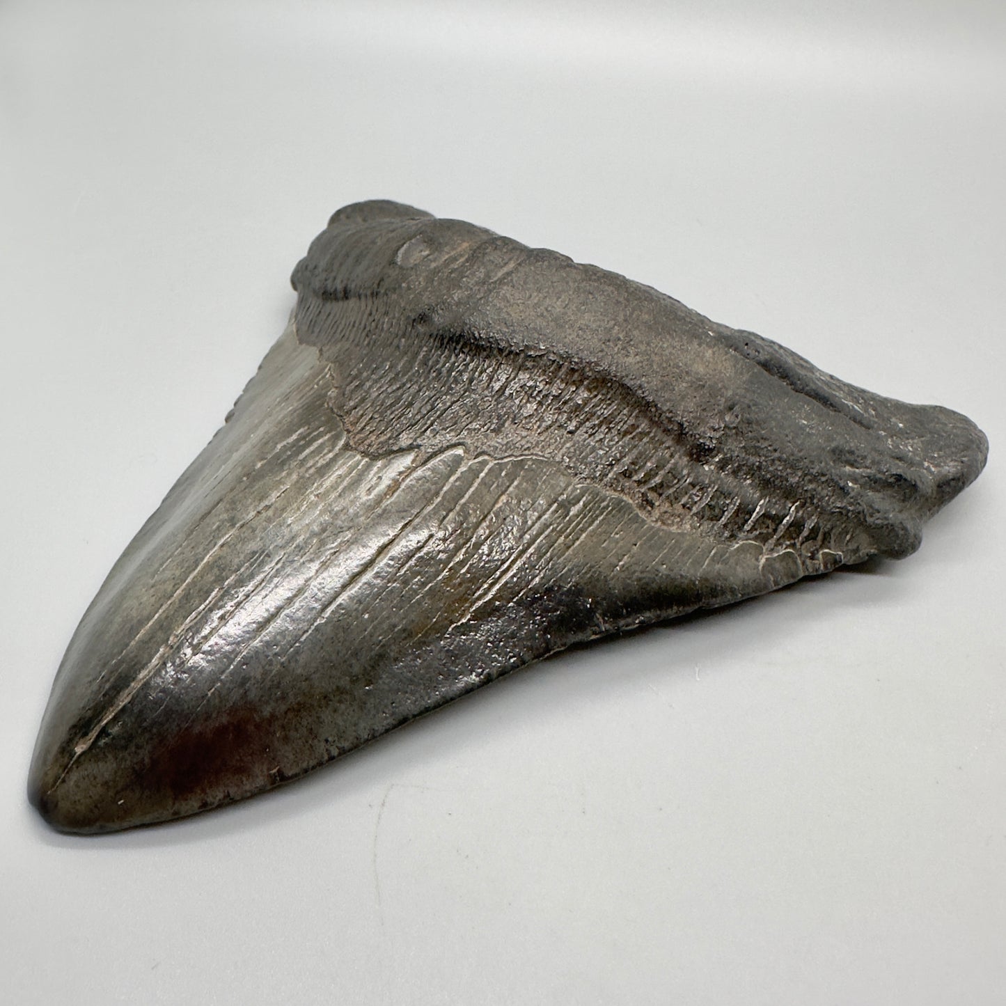 EXTRA LARGE 6.01" Fossil Megalodon Tooth: Scuba Diving, USA CM4698 - Front right