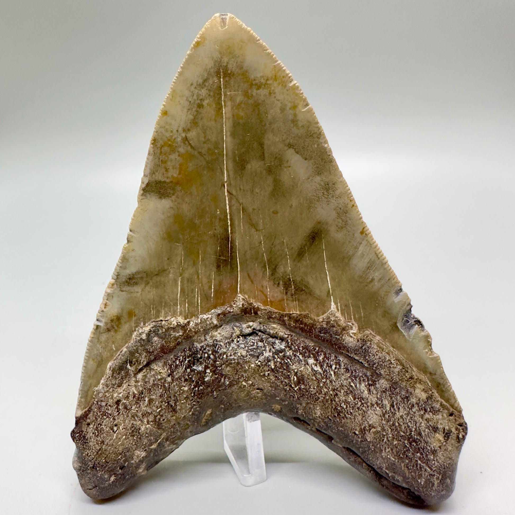 Colorful, serrated 4.41" Fossil Megalodon Tooth from North Carolina CM4686 - Back