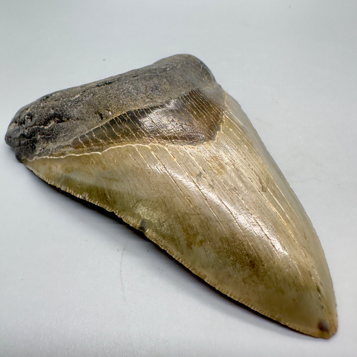 Colorful, serrated 4.41" Fossil Megalodon Tooth from North Carolina CM4686 - Front left