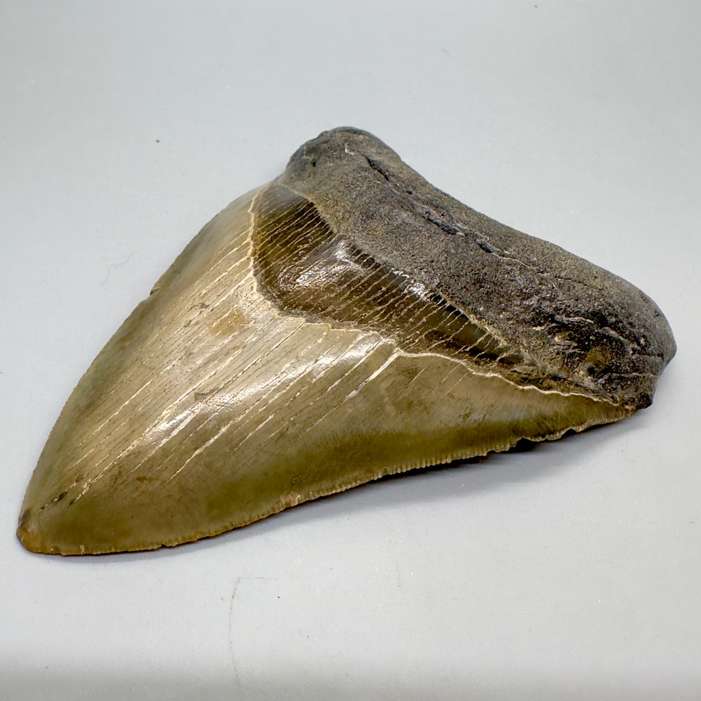 Colorful, serrated 4.41" Fossil Megalodon Tooth from North Carolina CM4686 - Front right
