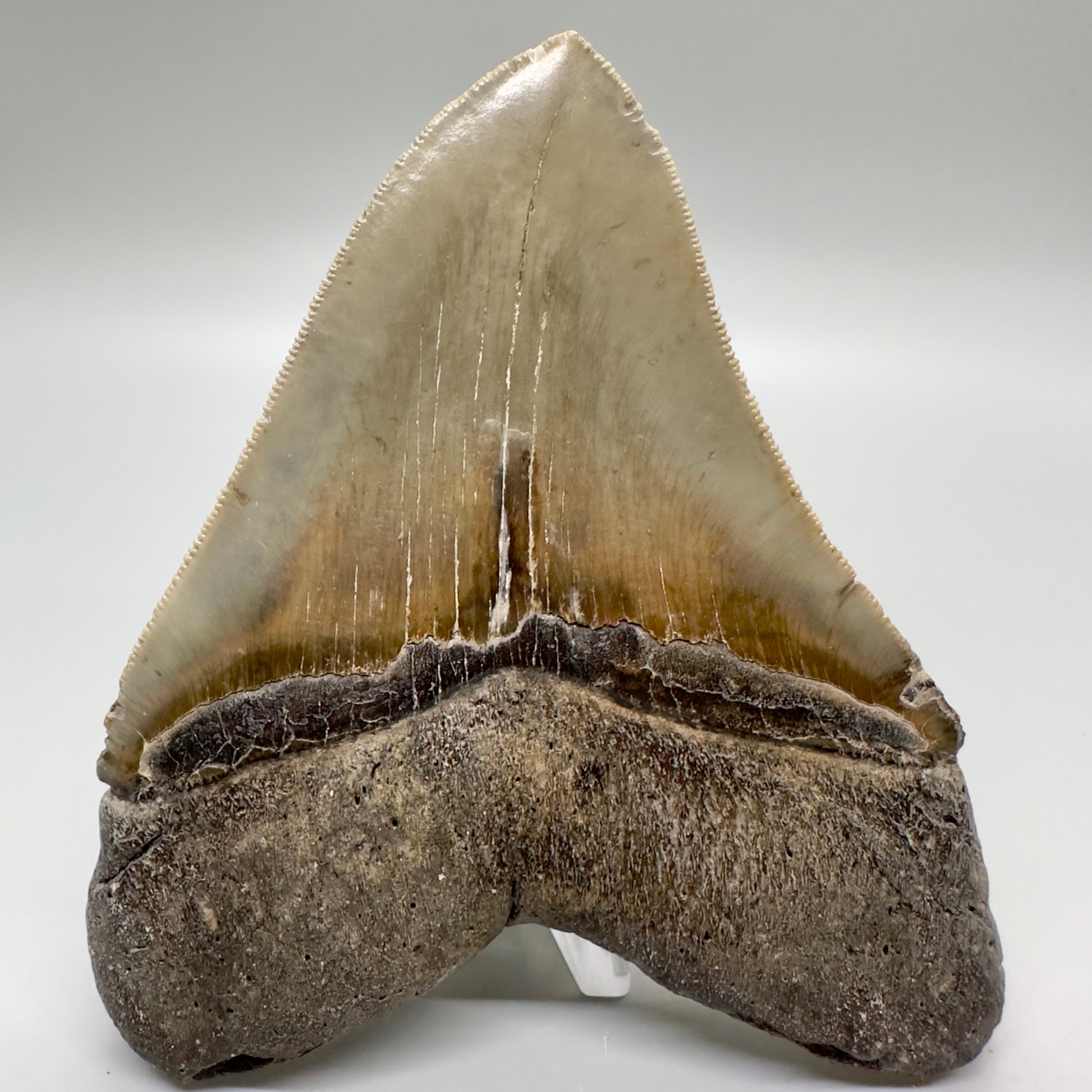 Colorful, serrated 4.85" Fossil Megalodon Tooth from North Carolina CM4688 - Back 