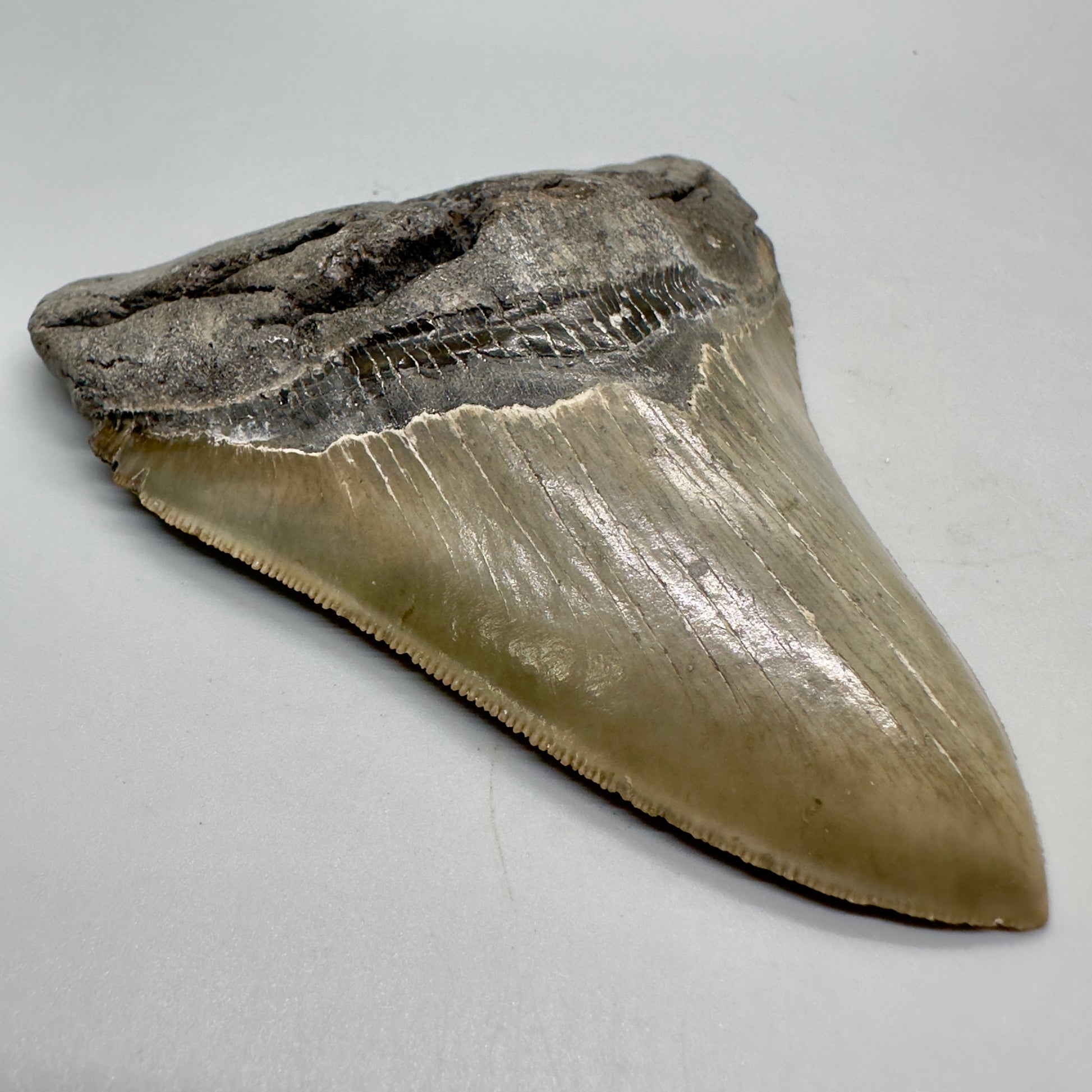 Colorful, serrated 4.85" Fossil Megalodon Tooth from North Carolina CM4688 - Front left