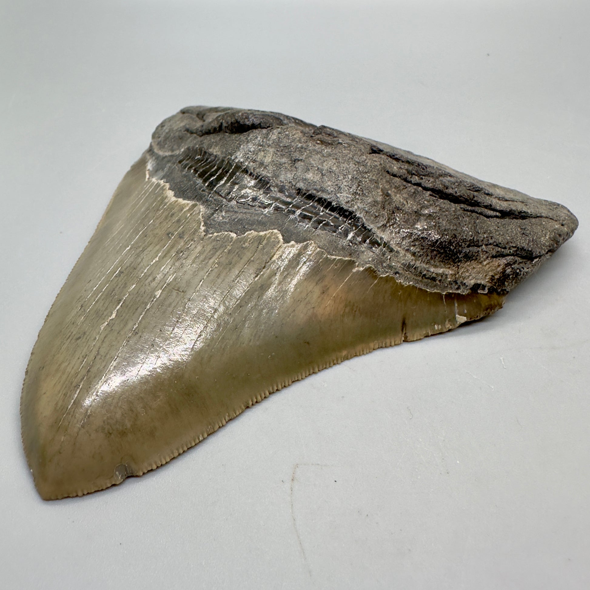 Colorful, serrated 4.85" Fossil Megalodon Tooth from North Carolina CM4688 - Front right
