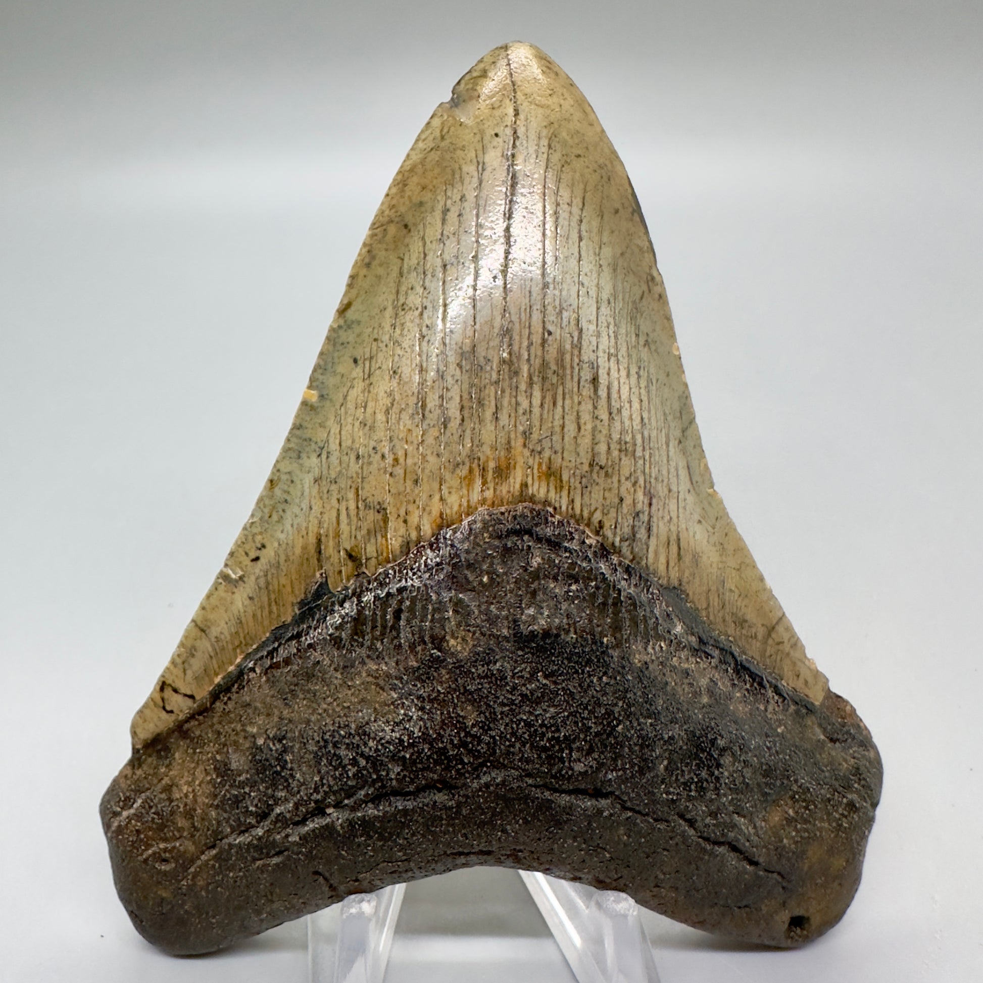 Colorful prints 4.25" Fossil Megalodon Tooth from North Carolina CM4684 - Front