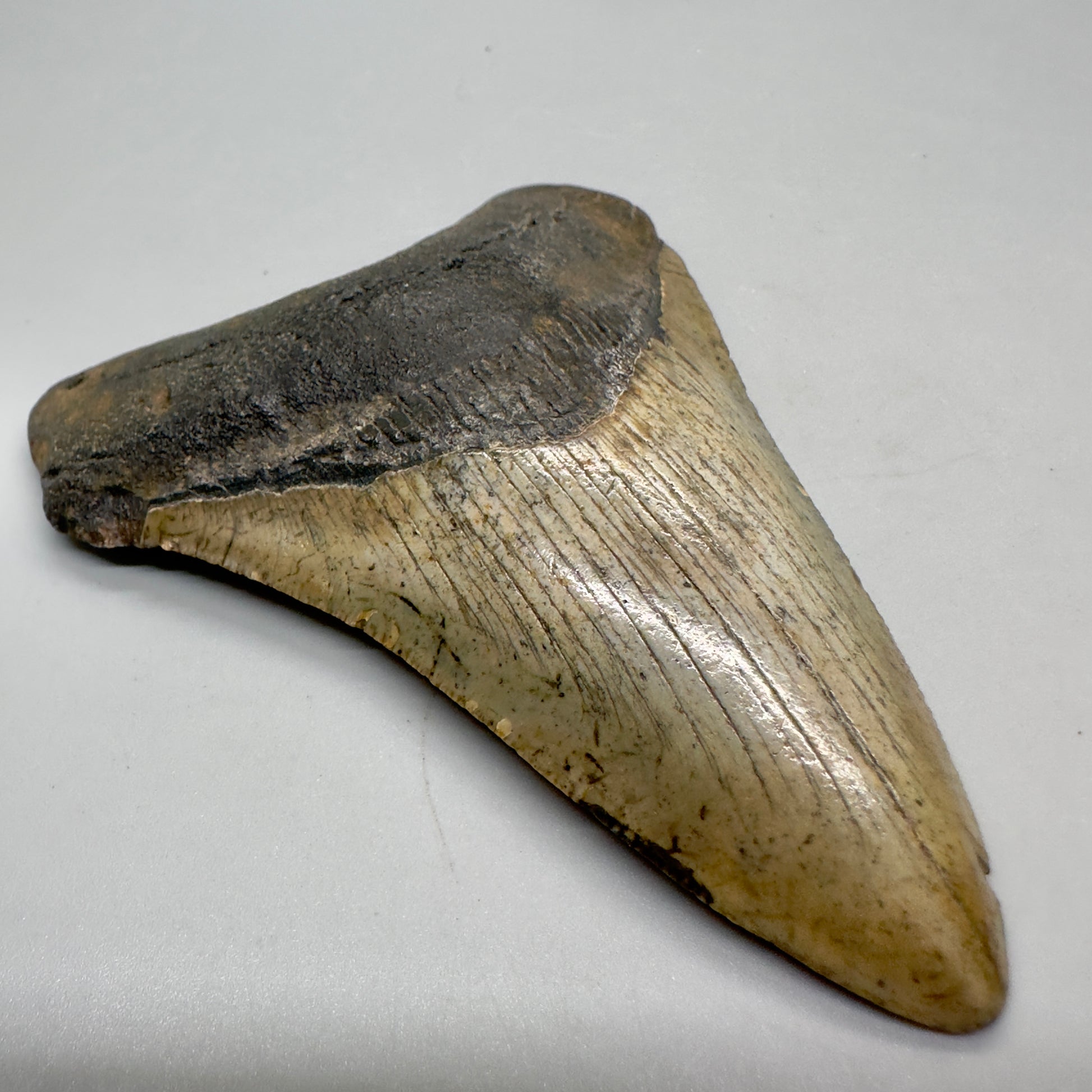 Colorful prints 4.25" Fossil Megalodon Tooth from North Carolina CM4684 - Front left