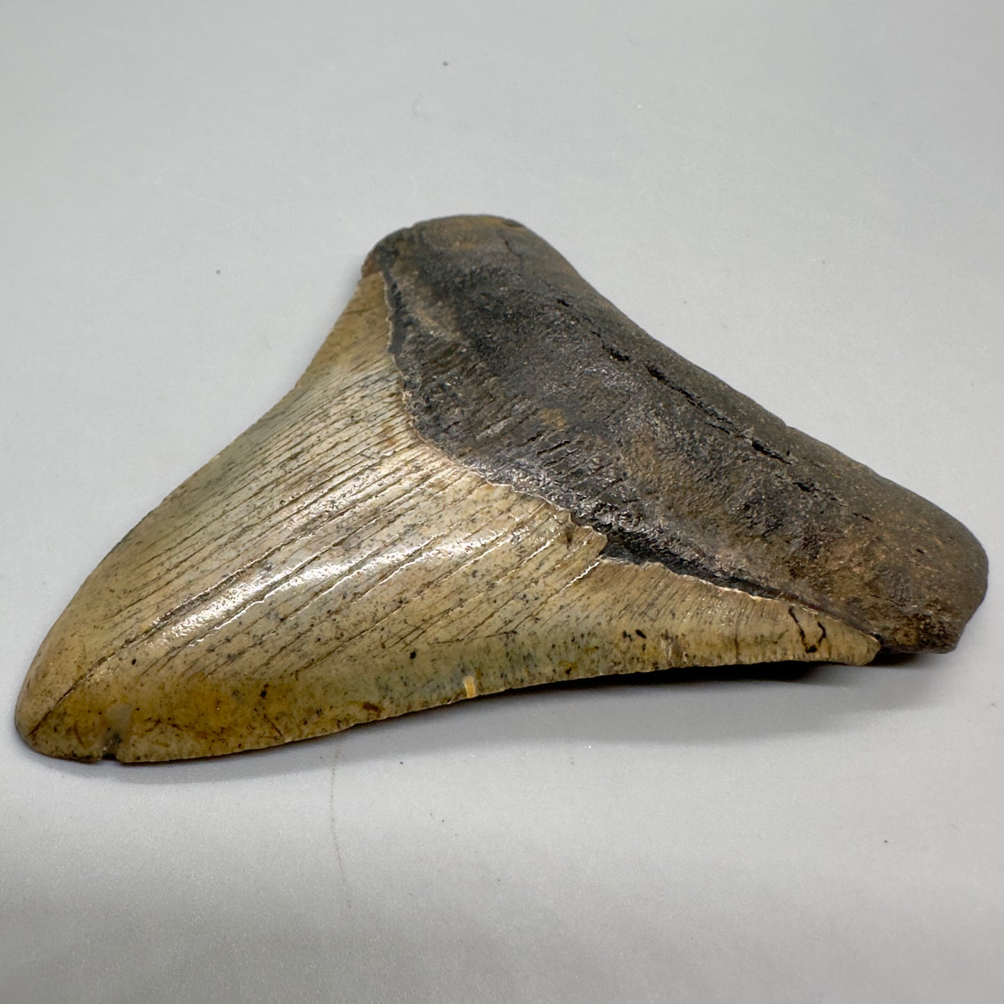 Colorful prints 4.25" Fossil Megalodon Tooth from North Carolina CM4684 - Front right