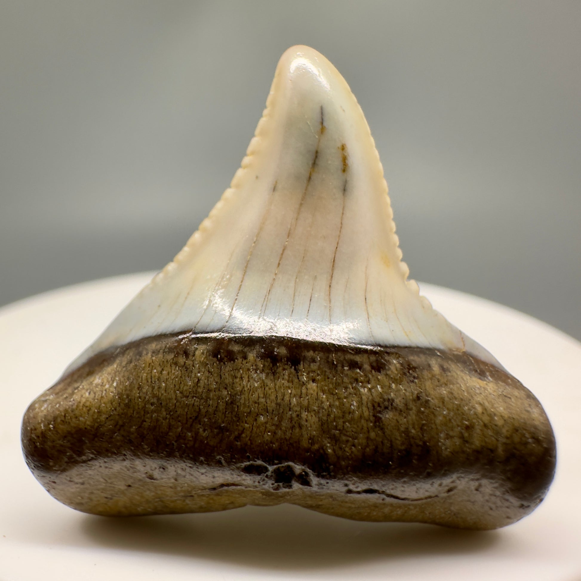 Deformed 1.21" Colorful Fossil Great White Tooth from Sacaco, Peru GW1145 - Front