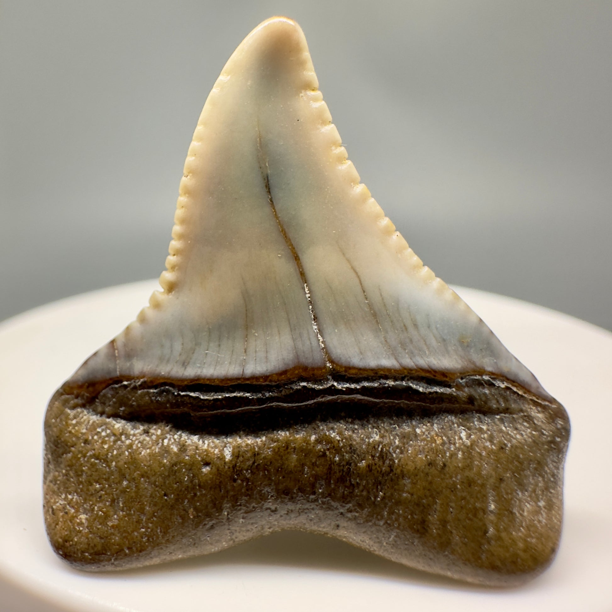 Deformed 1.21" Colorful Fossil Great White Tooth from Sacaco, Peru GW1145 - Back