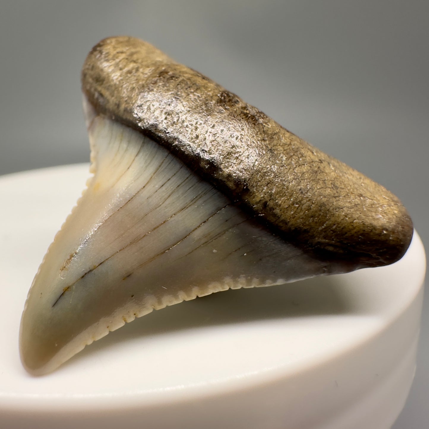 Deformed 1.21" Colorful Fossil Great White Tooth from Sacaco, Peru GW1145 - Front Right