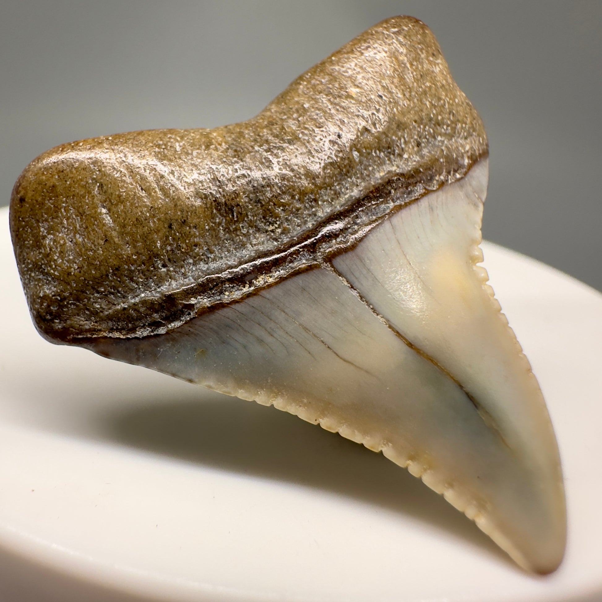 Deformed 1.21" Colorful Fossil Great White Tooth from Sacaco, Peru GW1145 - Back Left