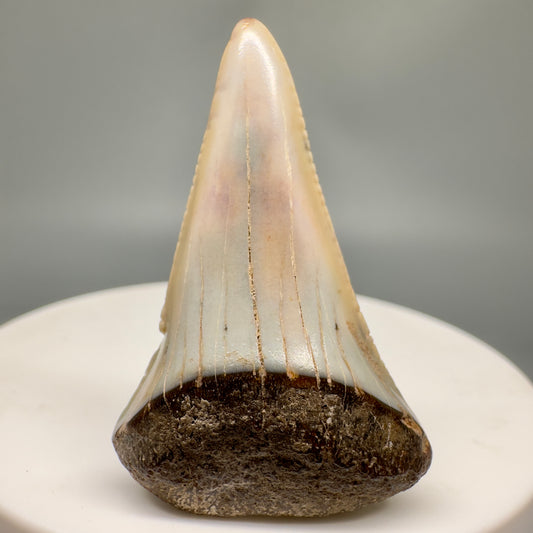 Colorful 1.56" Fossil Great White Tooth from Sacaco, Peru GW1146 - Front