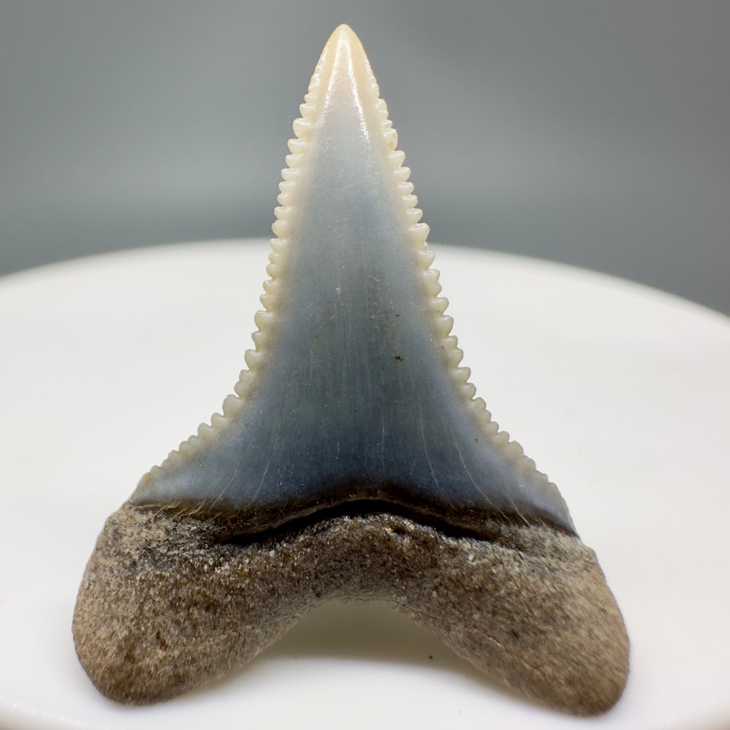 Lower colorful 0.96" Sharply Serrated Fossil Great White Shark Tooth from Peru GW1141 - Back 