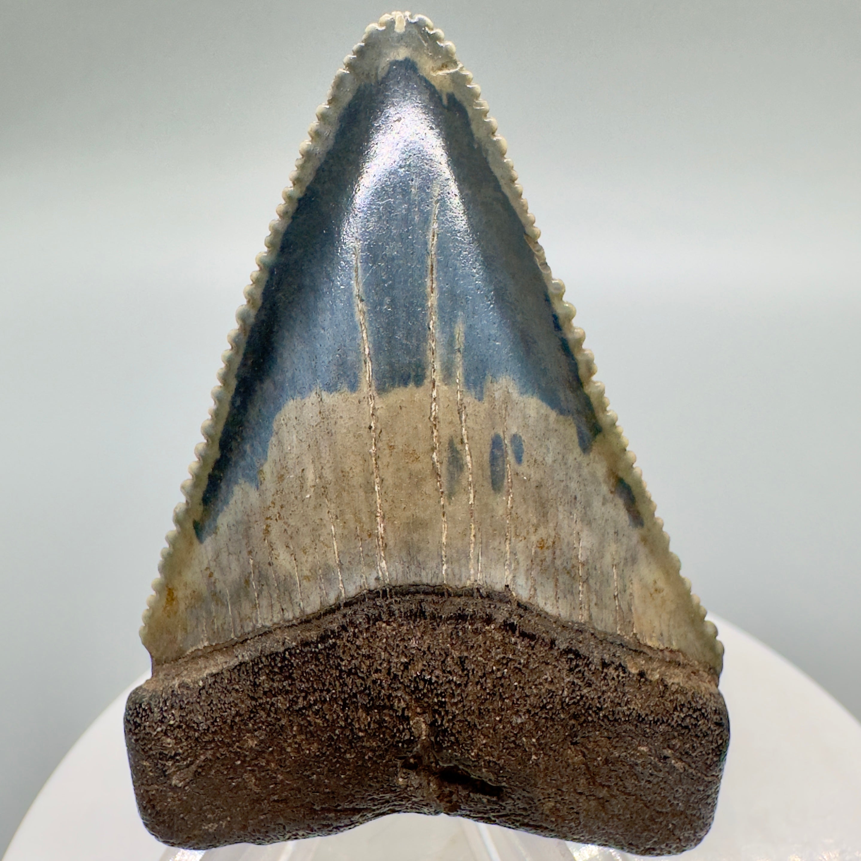 Great White Shark store Tooth Fossil by ToothlessFossils gw23