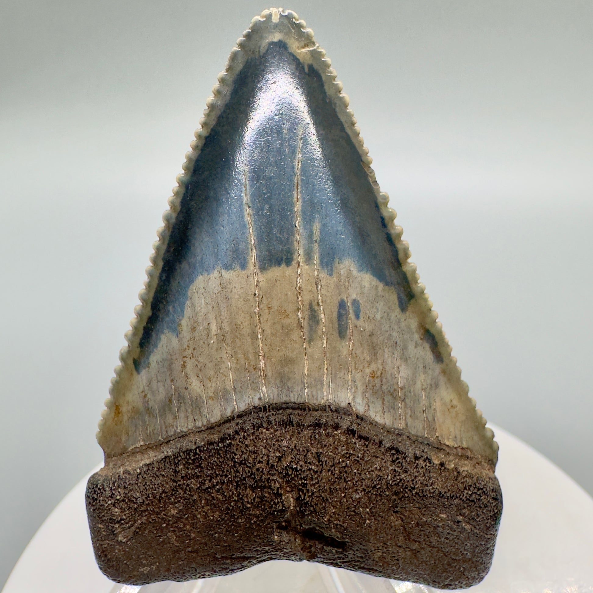 Outstanding, sharply serrated 2.23" Fossil Great White Shark Tooth - South Carolina GW1094 - Front