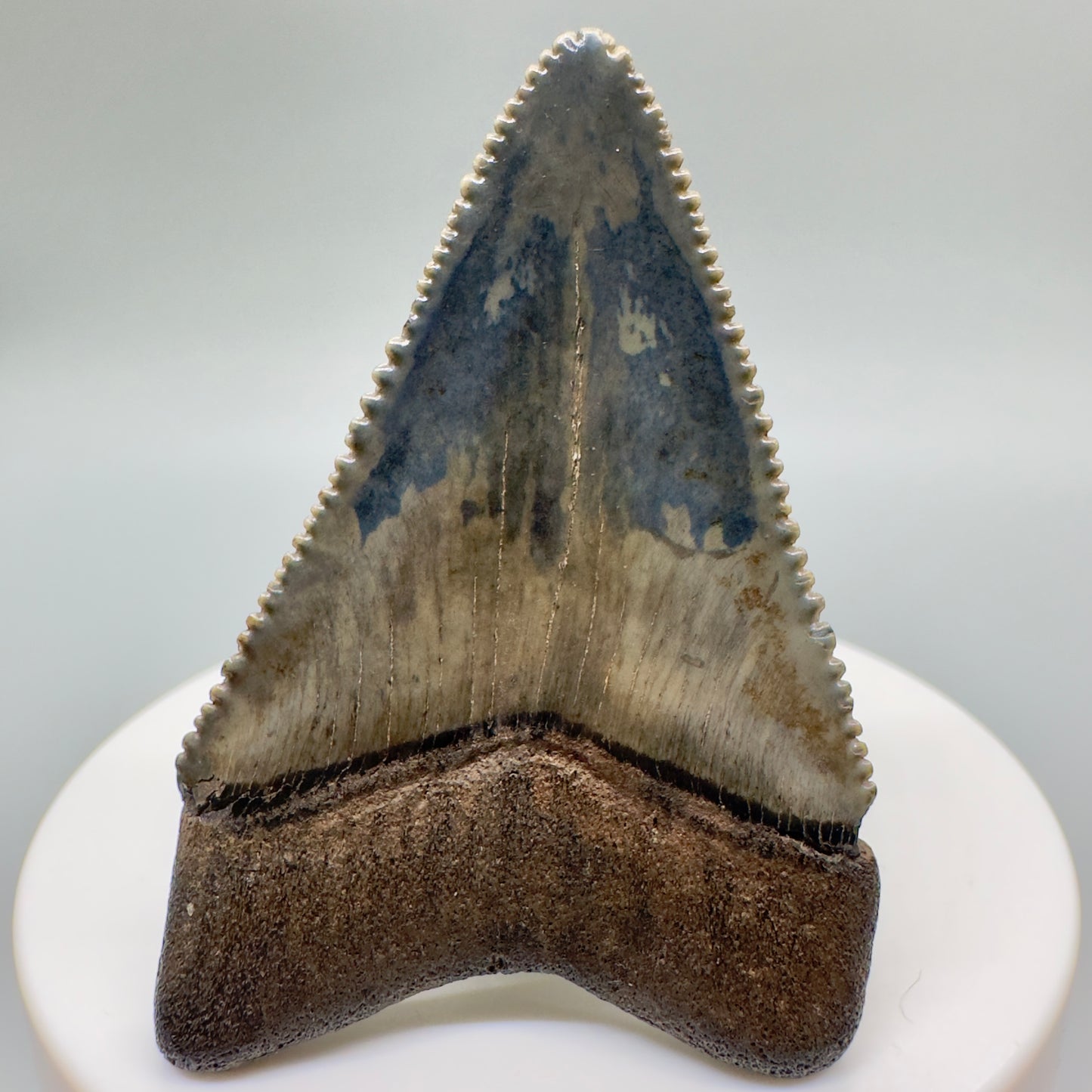 Outstanding, sharply serrated 2.23" Fossil Great White Shark Tooth - South Carolina GW1094 - Back 