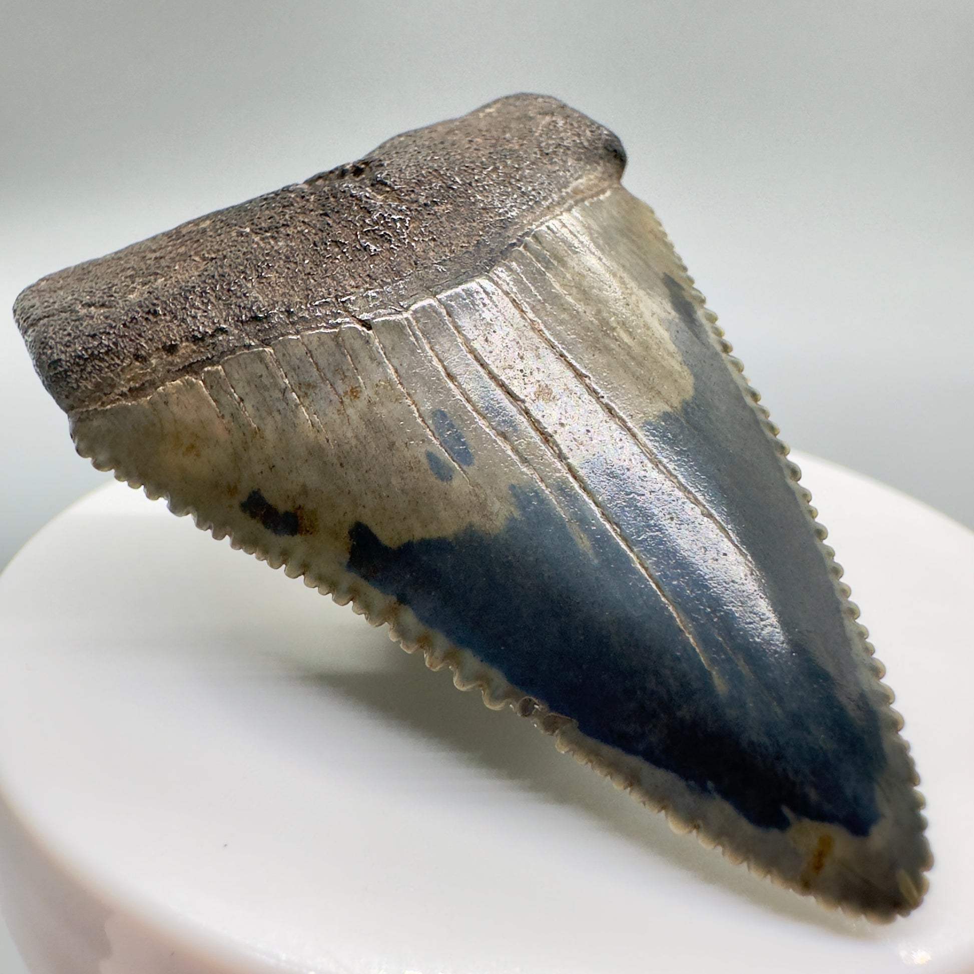 Outstanding, sharply serrated 2.23" Fossil Great White Shark Tooth - South Carolina GW1094 - Front left
