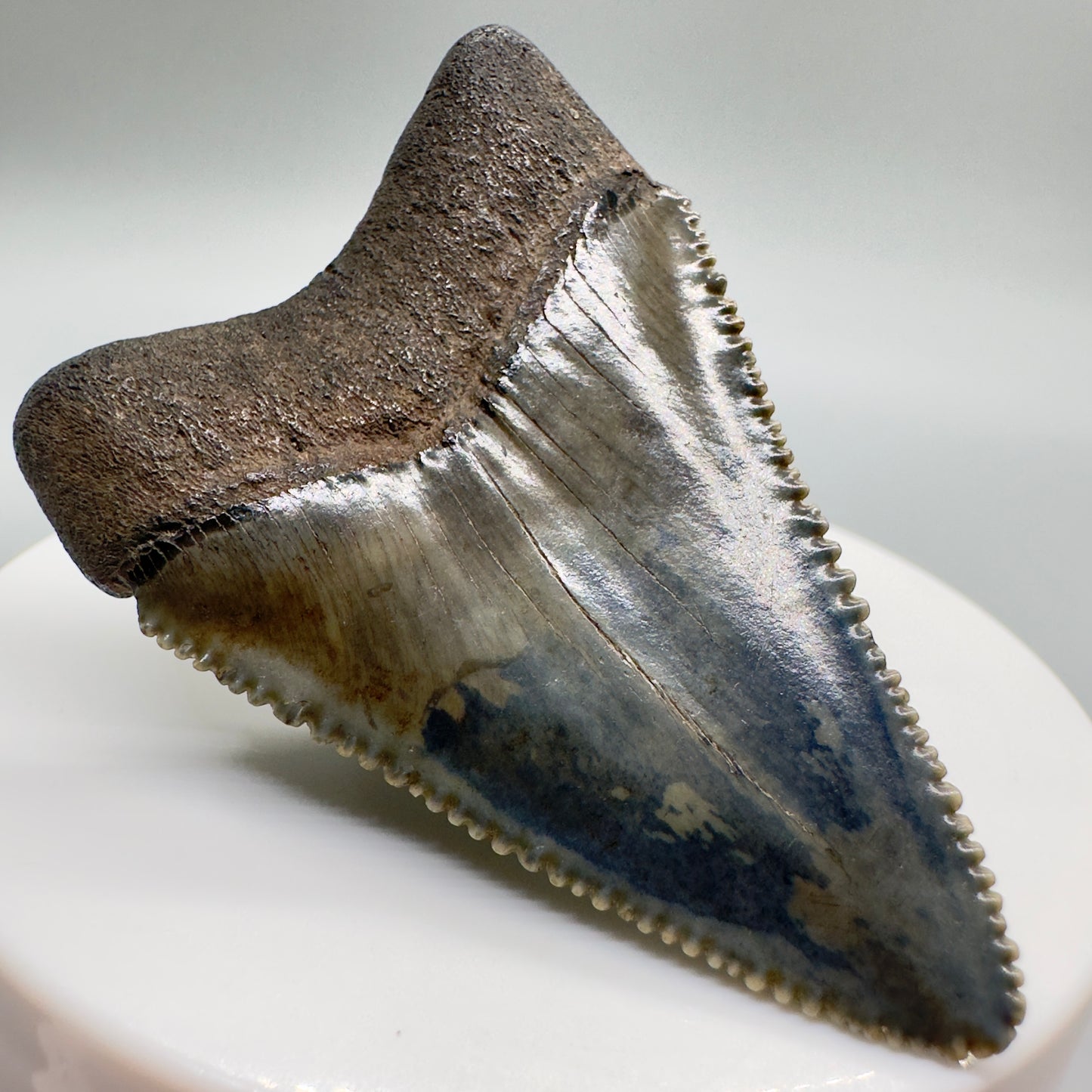Outstanding, sharply serrated 2.23" Fossil Great White Shark Tooth - South Carolina GW1094 - Back left
