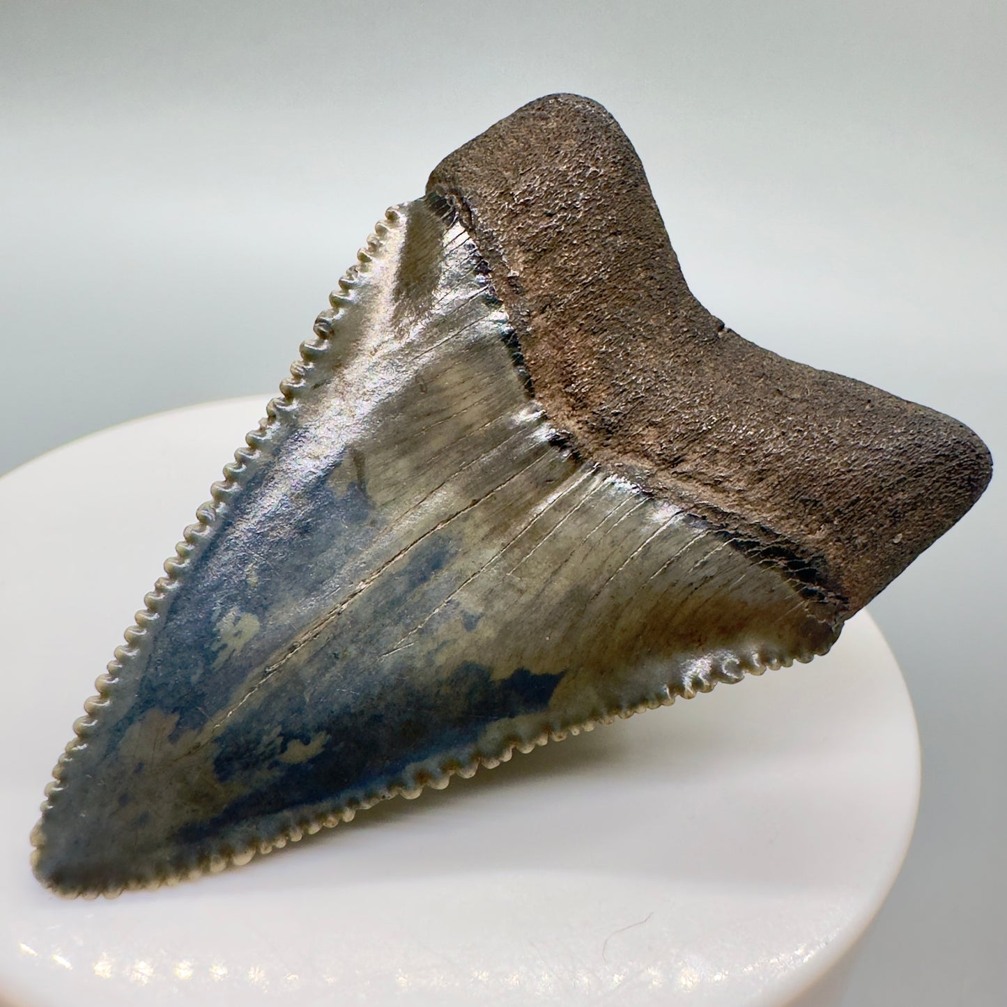 Outstanding, sharply serrated 2.23" Fossil Great White Shark Tooth - South Carolina GW1094 - Back right