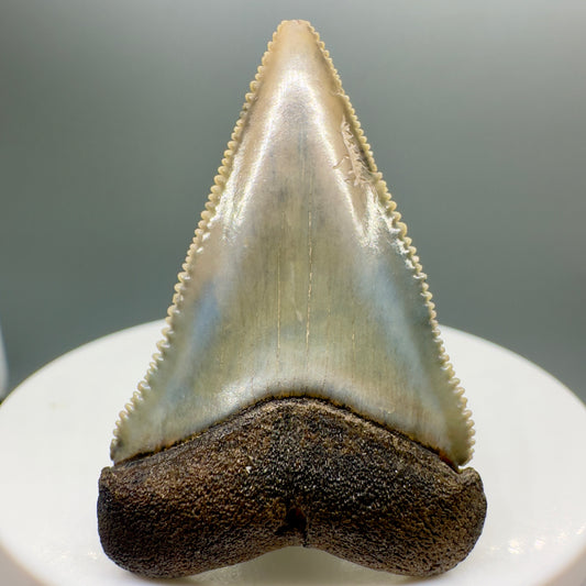 Colorful, sharply serrated 1.76" Fossil Great White Tooth from Sarasota, Florida GW1088 - Front
