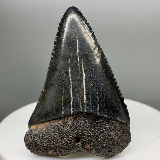 Colorful, sharply serrated 1.63" Fossil Great White Shark Tooth - South Carolina River GW1093 - Front