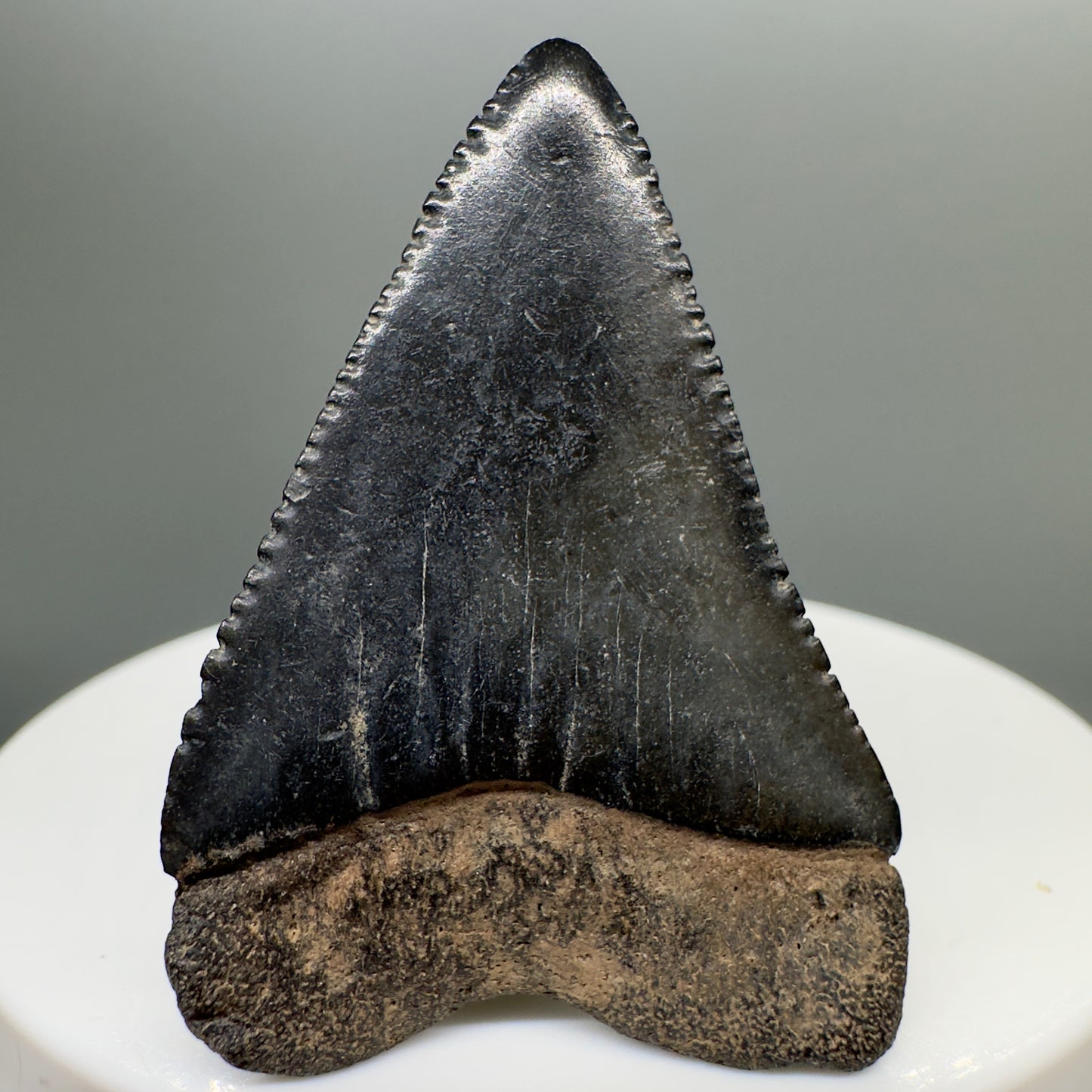 Colorful, sharply serrated 1.63" Fossil Great White Shark Tooth - South Carolina River GW1093 - Back