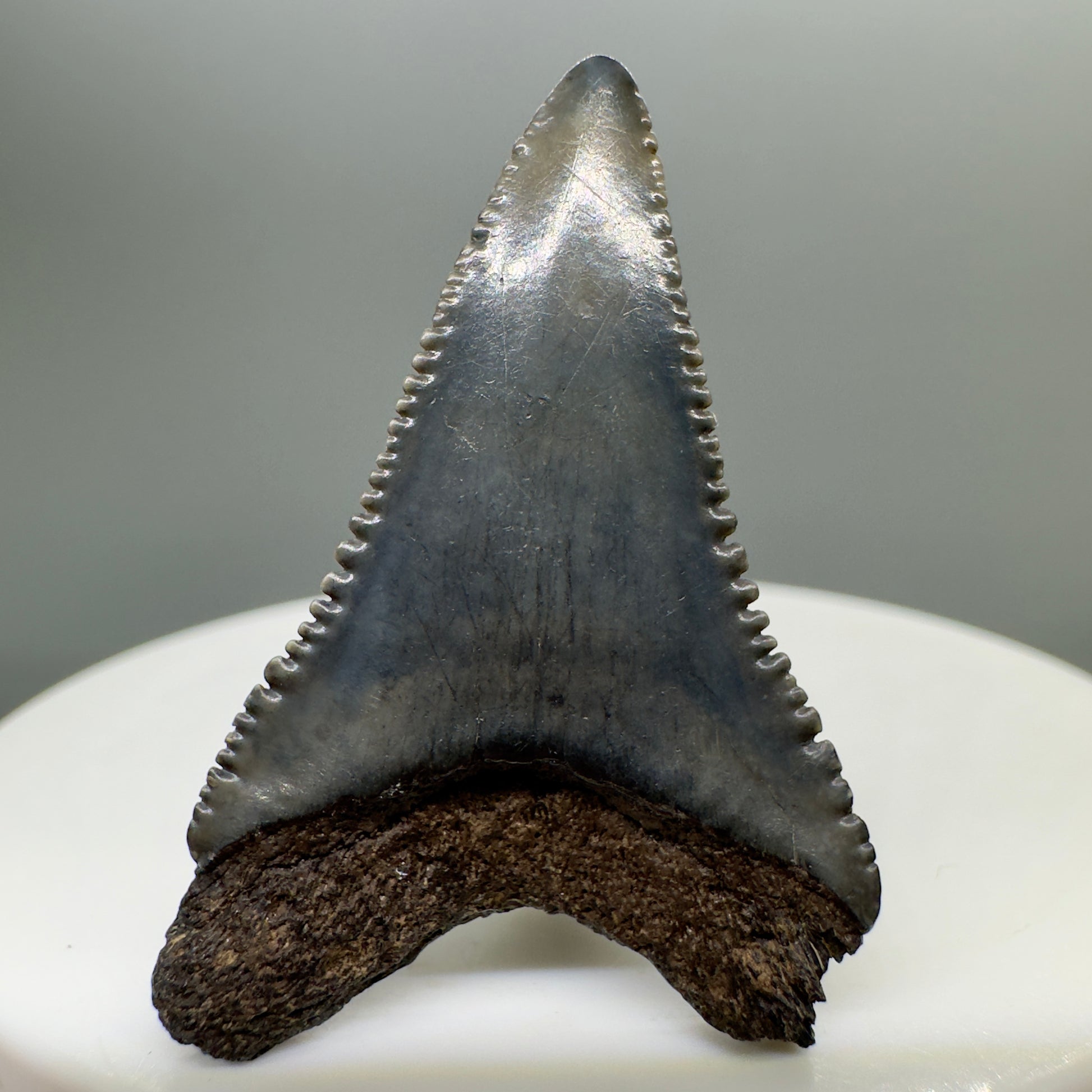 Colorful, lower 1.48" Fossil Great White Shark Tooth - South Carolina River GW1091 - Back