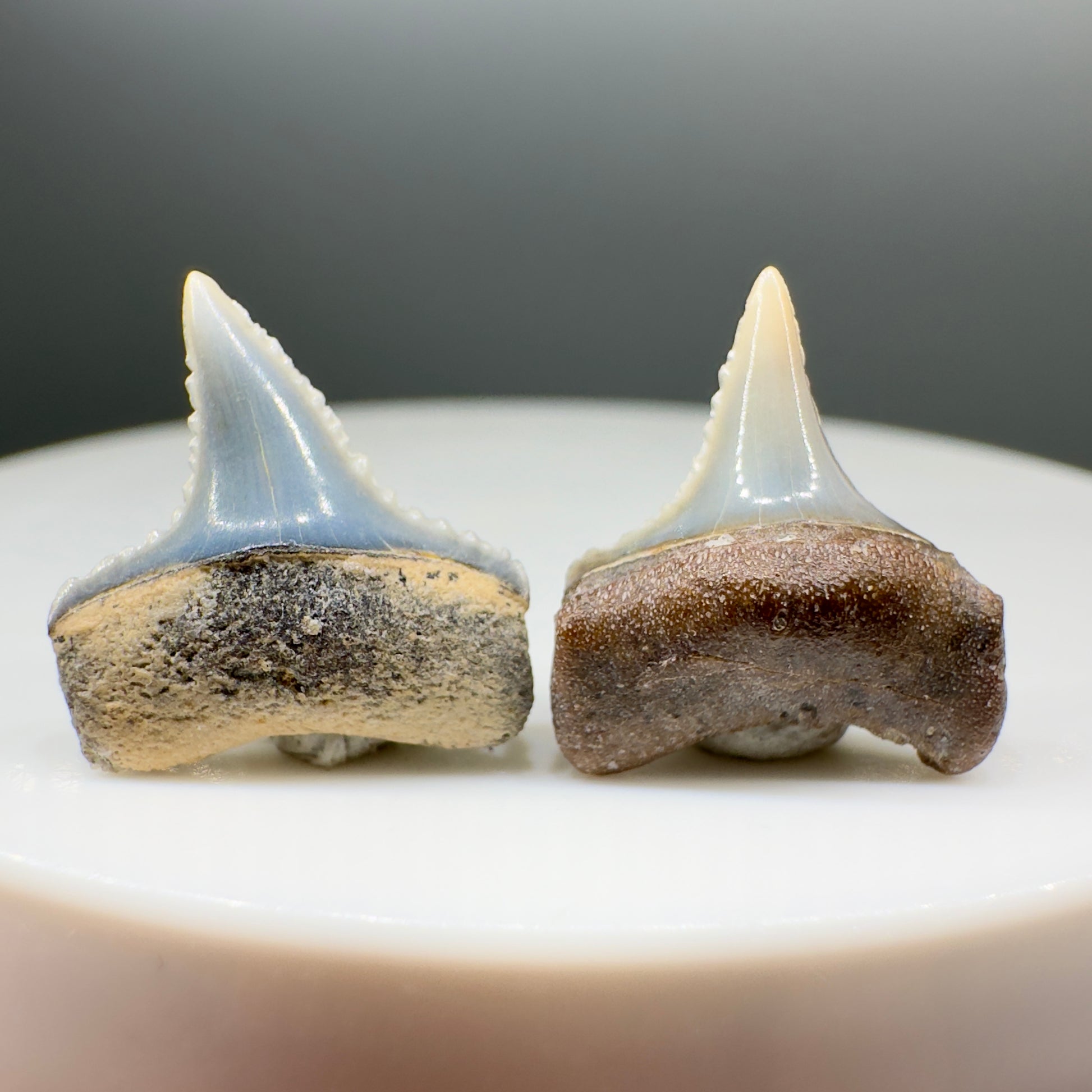 Pair of upper and lower, posterior Sharply Serrated Fossil Great White Shark Teeth - Peru GW1081 - Front 2