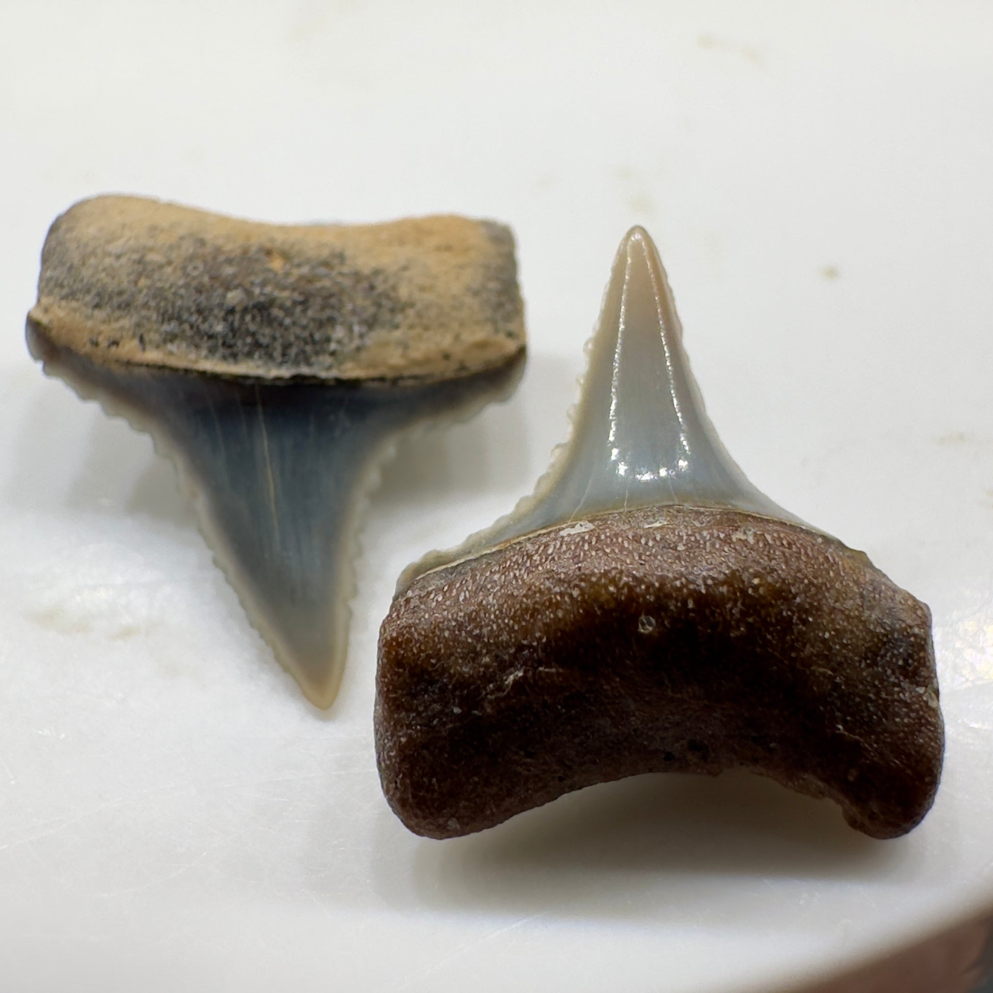 Pair of upper and lower, posterior Sharply Serrated Fossil Great White Shark Teeth -  Peru GW1081 - Front 1