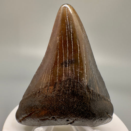 Colorful 2.53" Authentic Fossil Megalodon Tooth from South Carolina CM4846 - Front