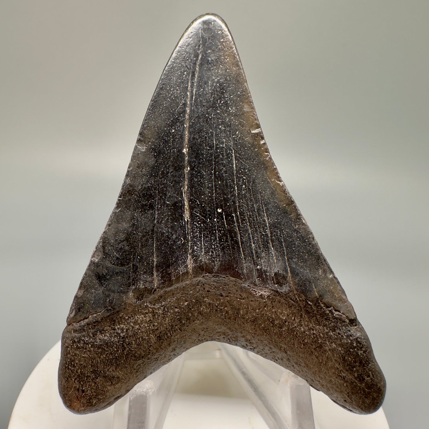 Colorful 2.53" Authentic Fossil Megalodon Tooth from South Carolina CM4846 - Back