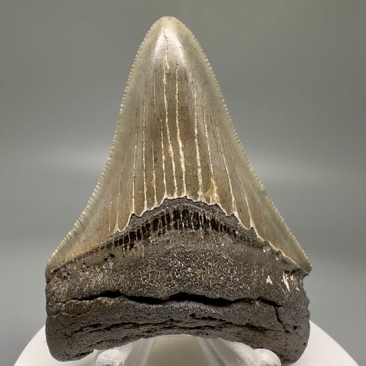 Colorful, serrated 2.85" Authentic Fossil Megalodon Tooth from South Carolina CM4847 - Front