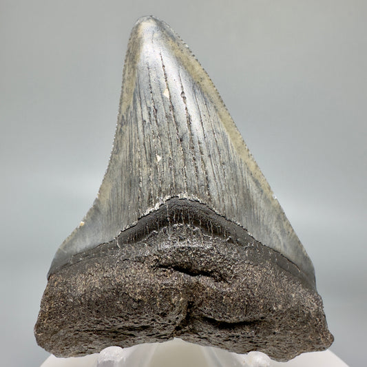 Colorful 2.75" Authentic Fossil Megalodon Tooth from South Carolina CM4848 - Front