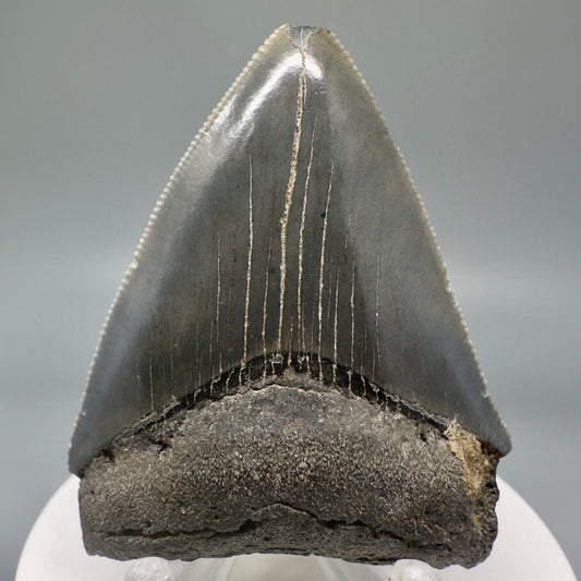 Colorful, sharply serrated 2.43" Fossil Megalodon Tooth from South Carolina CM4844 - Front