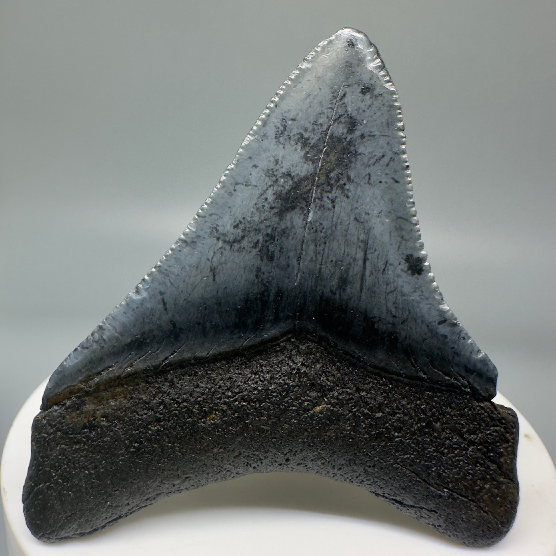 Colorful 2.42" Authentic Fossil Megalodon Tooth from South Carolina CM4845 - Back