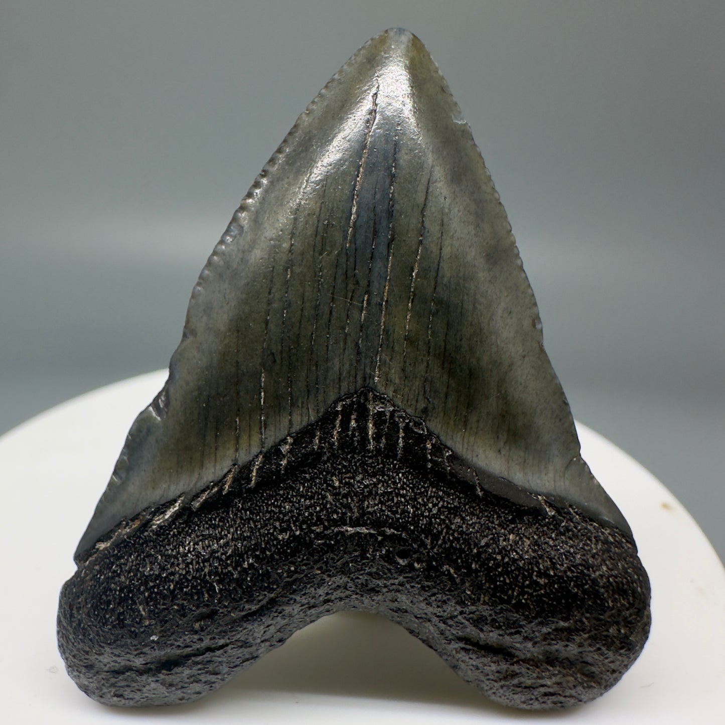 Juvenile 1.83" Fossil Megalodon Tooth from South Carolina CM4842 - Front