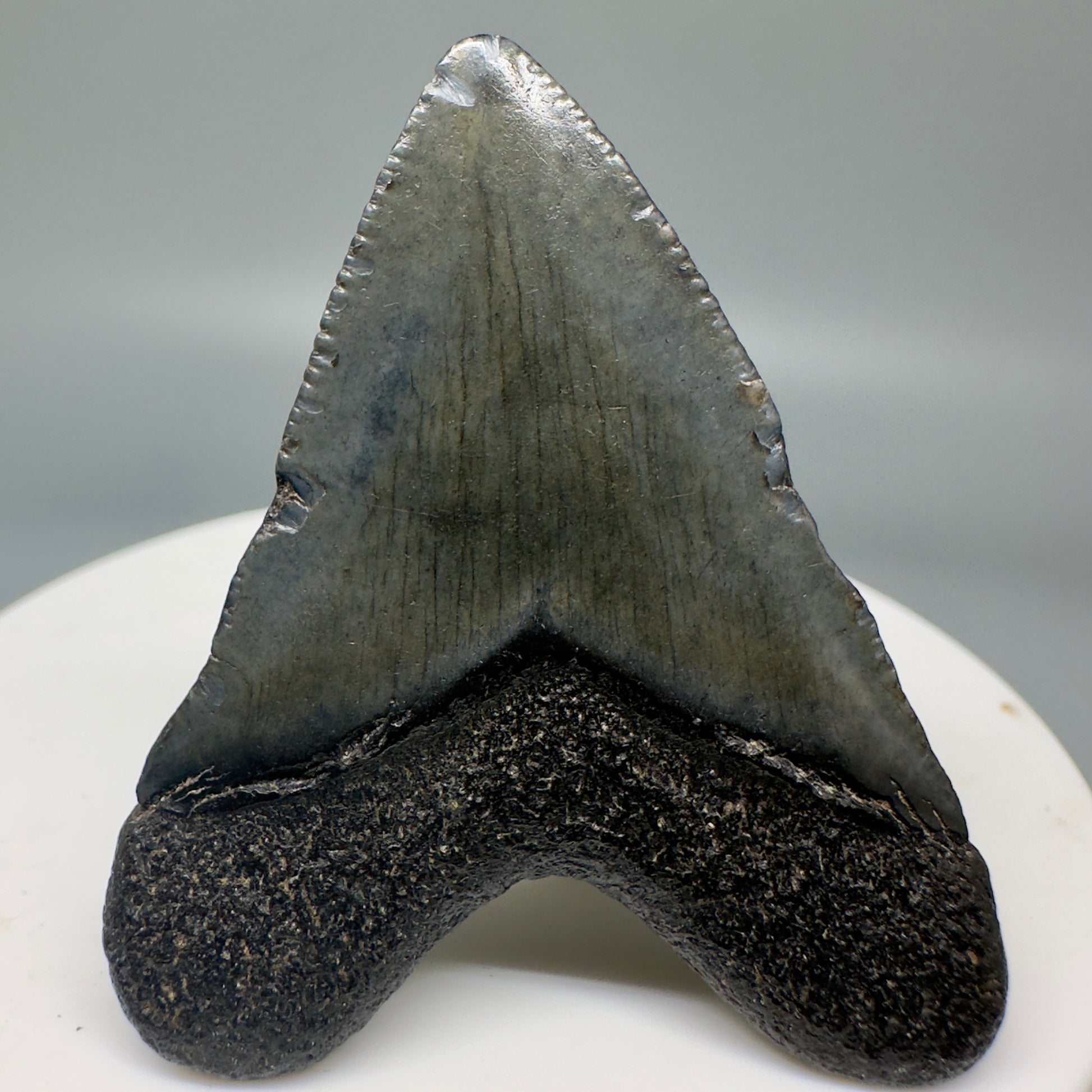 Juvenile 1.83" Fossil Megalodon Tooth from South Carolina CM4842 - Back